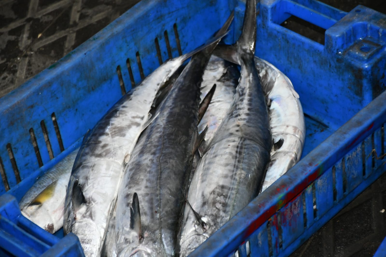 WhatsApp Image 2020-11-23 at 8.41.17 AM (2).jpeg.jpeg